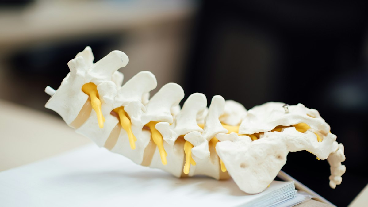 Model of a human spine