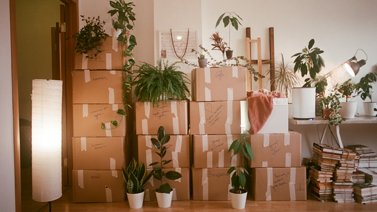 A room filled with lots of boxes and plants